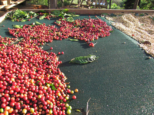 Specialty Coffee Regions